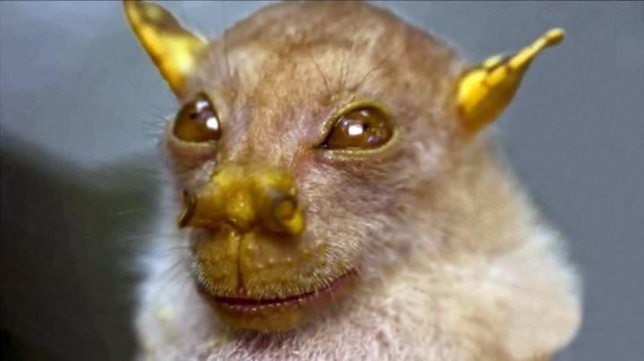 Murciélagos con caras de felicidad