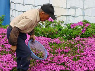 Plantó miles de flores para su esposa ciega