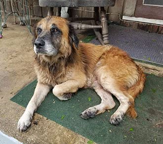 Perro de Texas es un héroe en el huracán Harvey