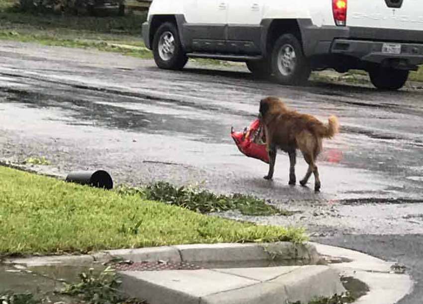 Perro de Texas es un héroe en el huracán Harvey