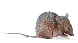 Reaparece la Peste Negra en Estados Unidos