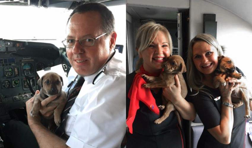 Aerolínea rescató mascotas huérfanas en su cabina