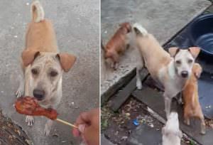 Amor de mamá: perrita pide comida y la lleva…