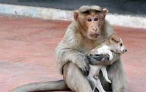 Mono adopta un perrito extraviado y lo defiende