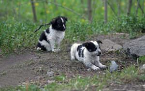 Perritos radioactivos abandonados buscan amor