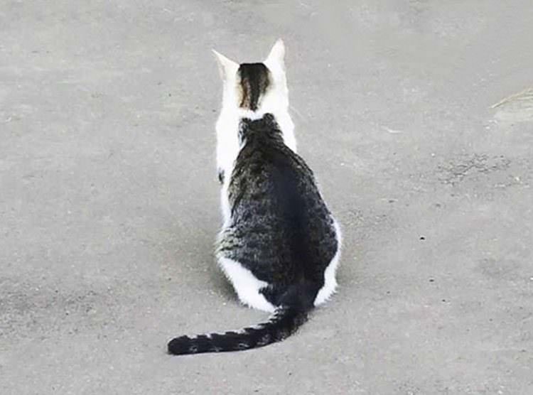 Gato con gato en su espalda viral en Japón