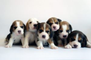Perritos beagles ¿Qué piensa de estos cachorros bebé?
