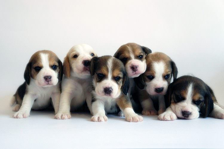 Perritos beagles ¿Qué piensa de estos cachorros bebé?
