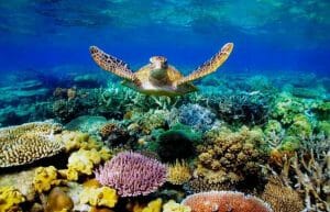 Gran Barrera de coral de Australia – esperanza