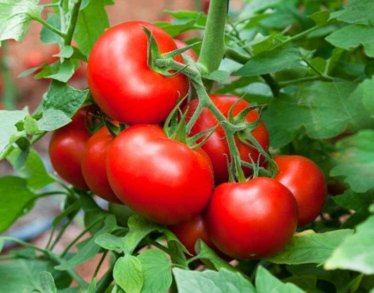 Dieta del tomate – No para adelgazar - sino para restaurar pulmonares de ex fumadores y no fumadores