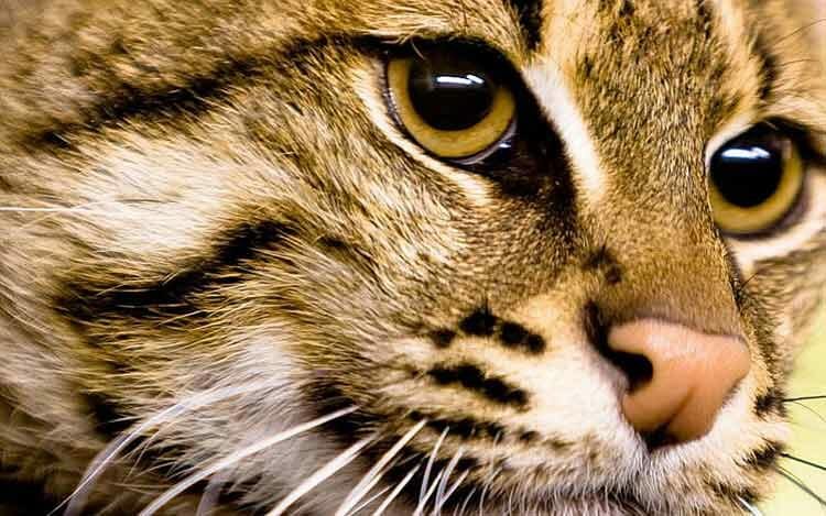 Los Gatos tienen 7 vidas ¿Preguntas y respuestas sobre los gatos?