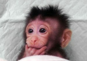 Científicos chinos clonaron monos con la técnica de Dolly