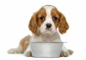 7 Suplementos comunes para perros: Los útiles y los no tan útiles