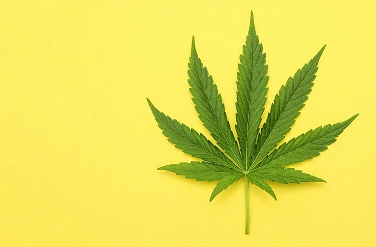 Qué es el aceite de CDB – aceite de marihuana para uso médico