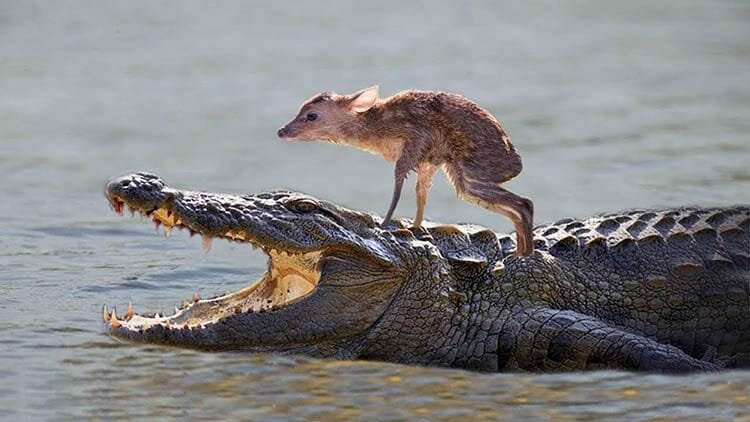 Animales que salvan animales ¿Es posible que sientan amor por otras especies?